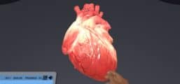 Cardiovascular Function During Exercise