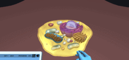Cell Division (Principles)