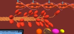 Muscle Tissues: An overview